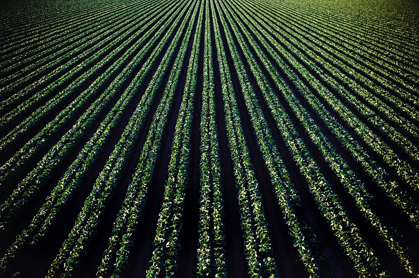 agriculture