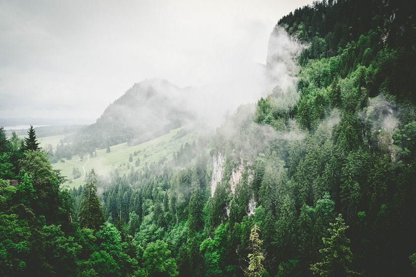 forest